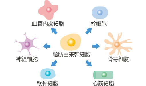 幹細胞の特性と種類